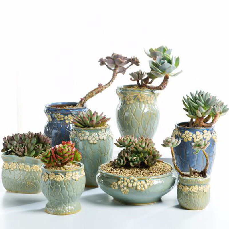 Maceta de plantas suculentas p - Echeveria Succulent reseña y precio